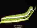 Nearly mature fifth instar Sara Orange-Tip butterfly larvae, filmed 5-22-2008